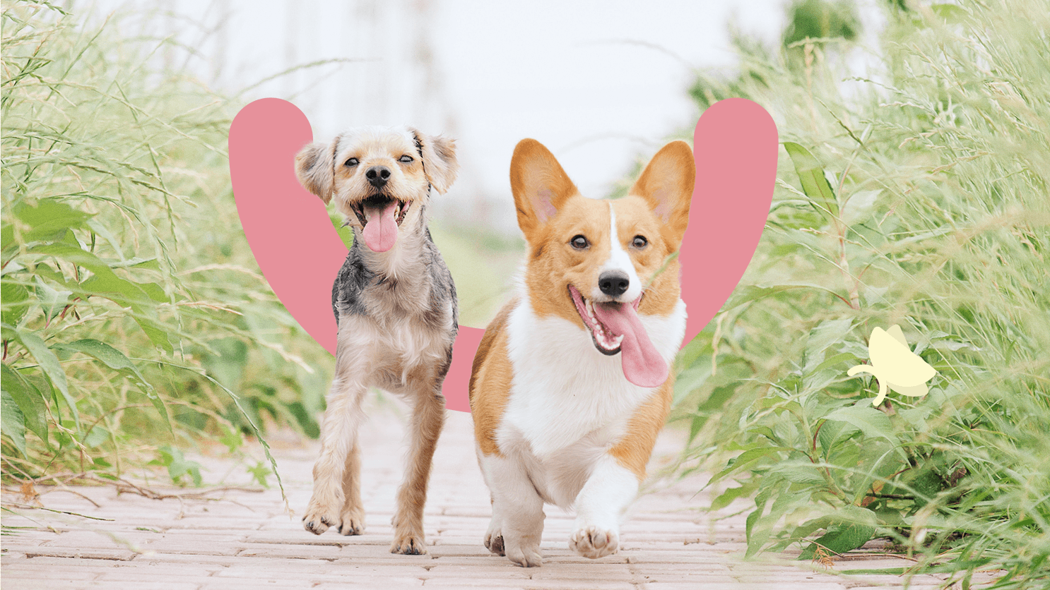 The wonders of dog's skin and coat, layer by layer – doglynessuk
